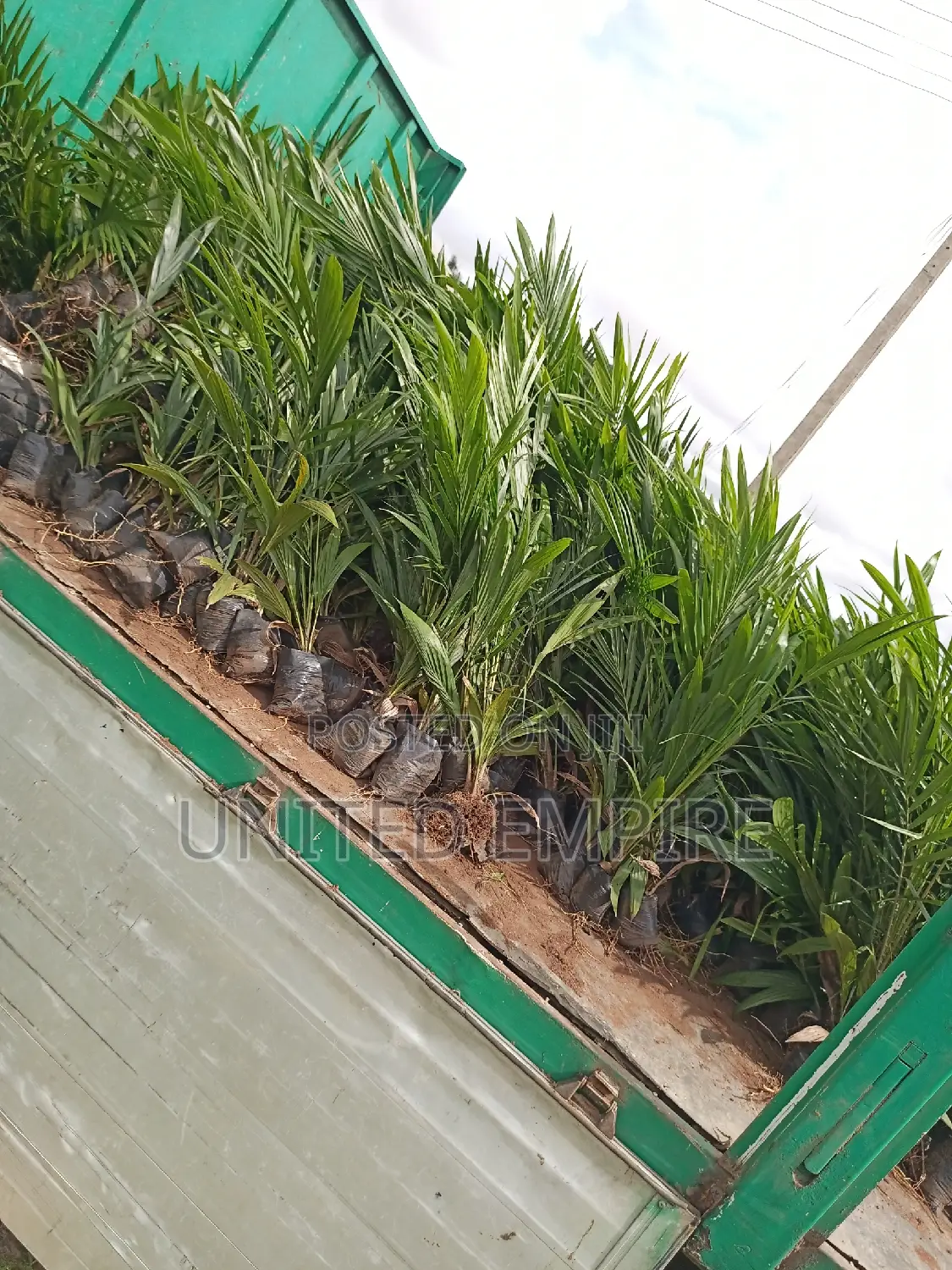 Advance Quality Treated Tenera Oil Palm Seedlings