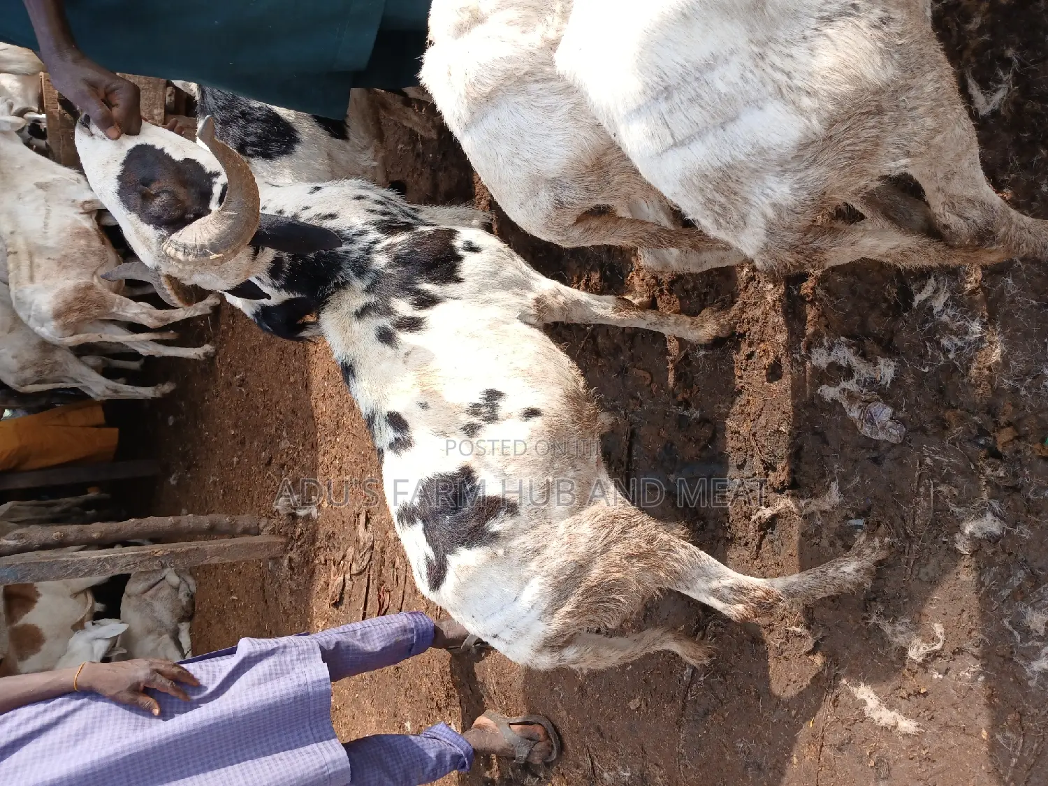 Healthy Rams