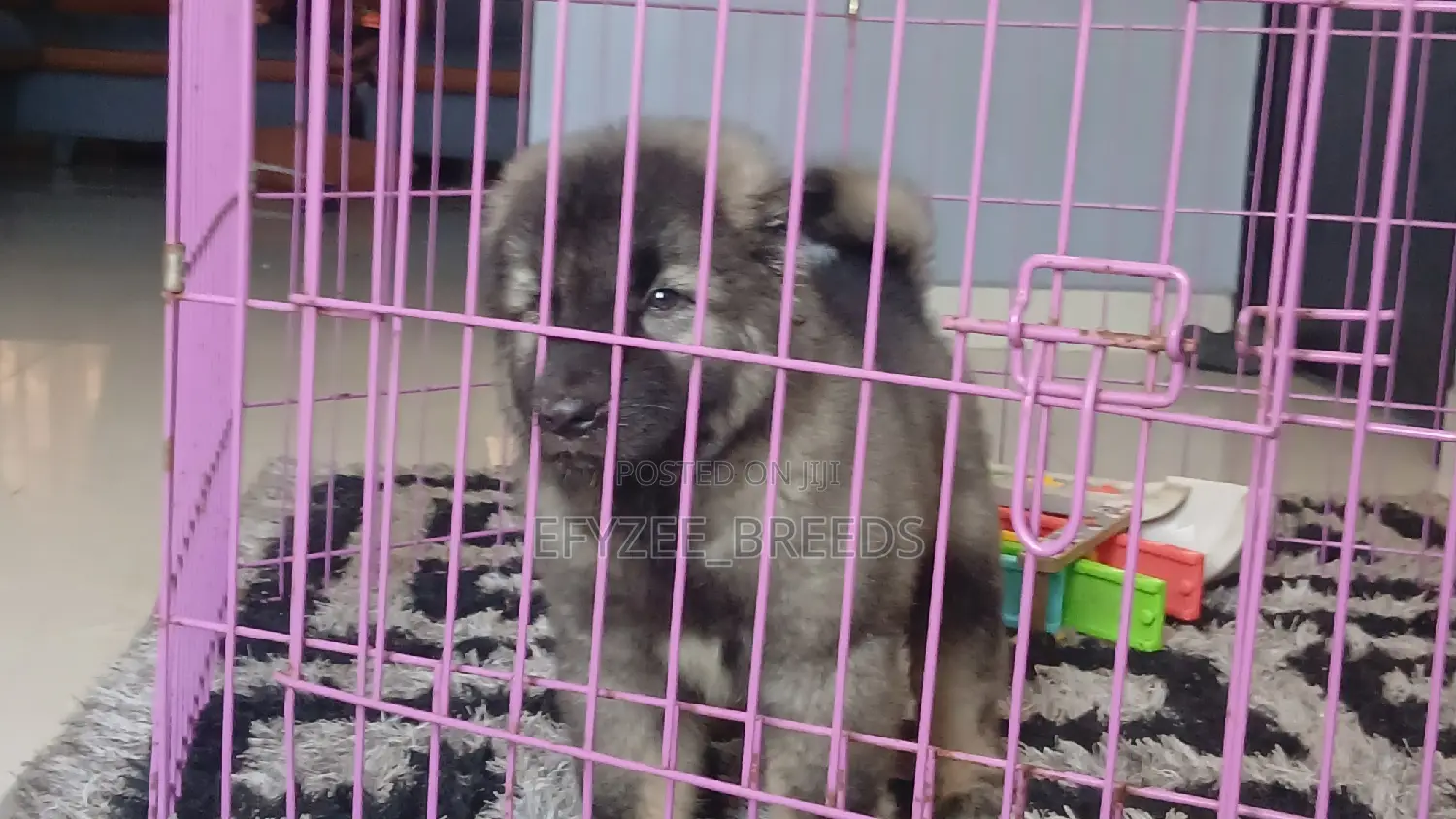 1-3 months Male Purebred Caucasian Shepherd