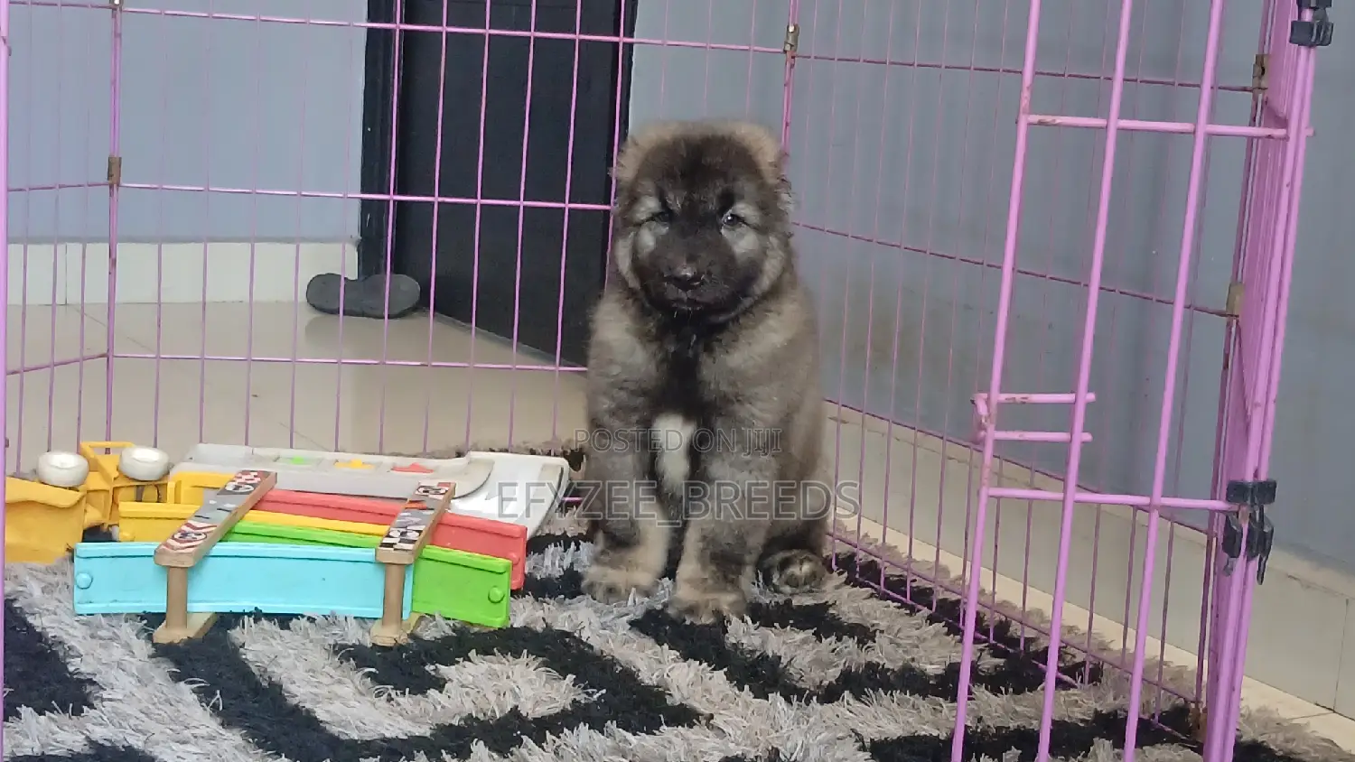 1-3 months Male Purebred Caucasian Shepherd