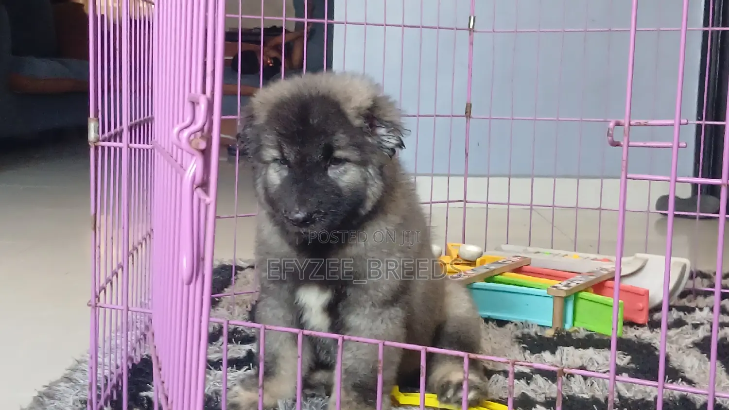 1-3 months Male Purebred Caucasian Shepherd