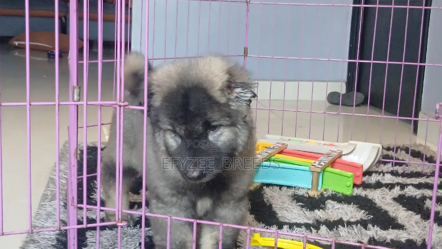 1-3 months Male Purebred Caucasian Shepherd