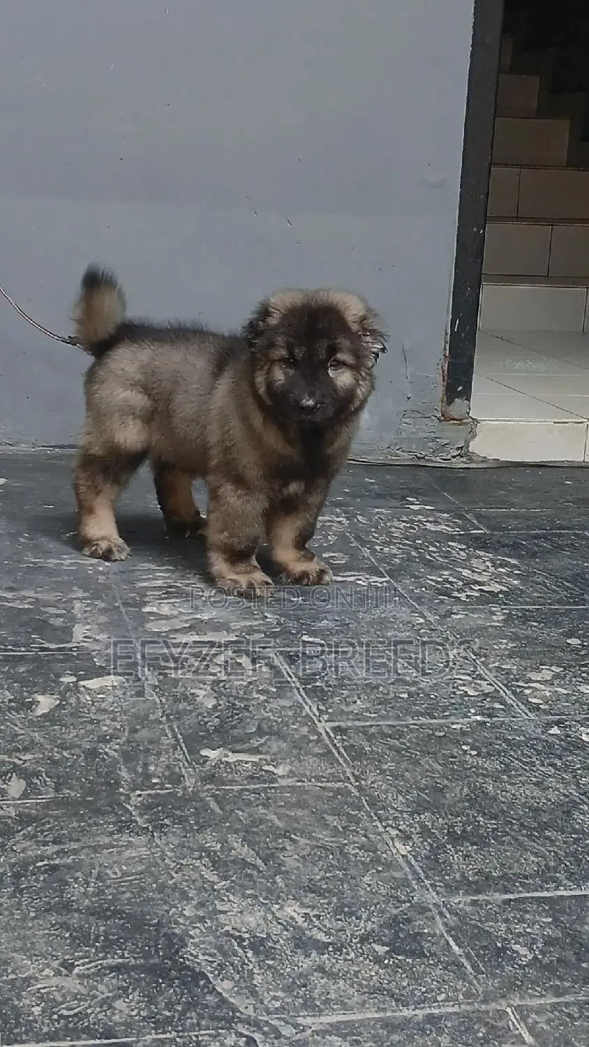 1-3 months Male Purebred Caucasian Shepherd