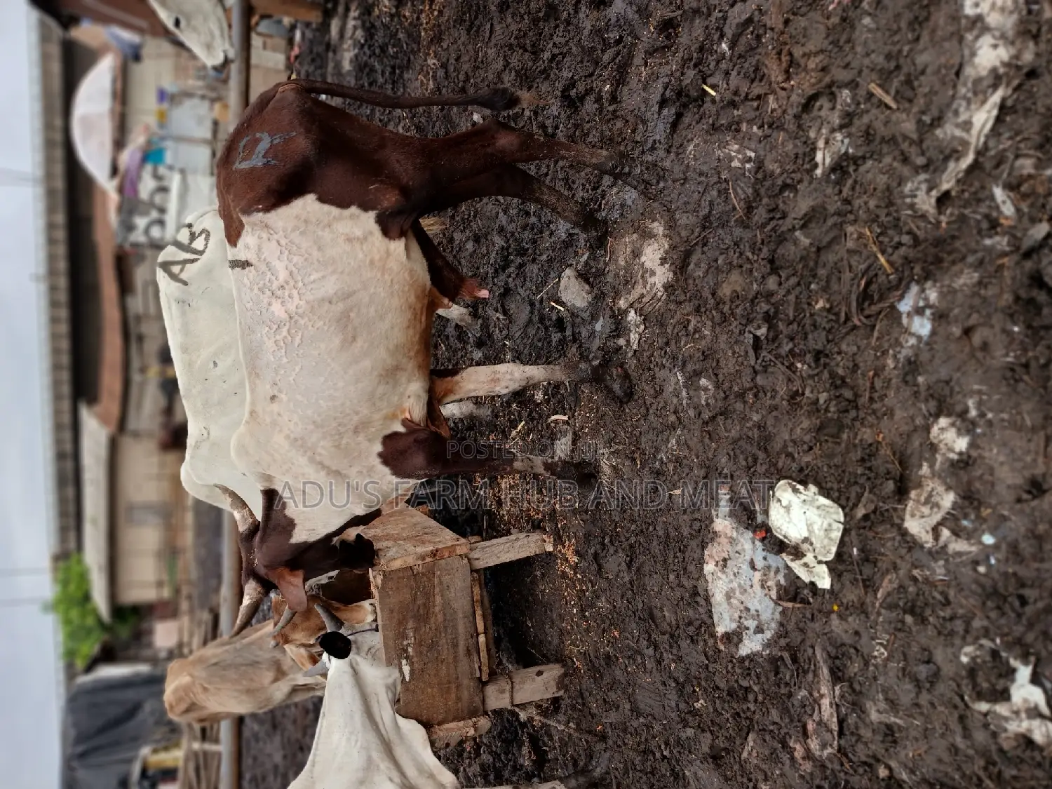 Medium Sized Healthy Cows