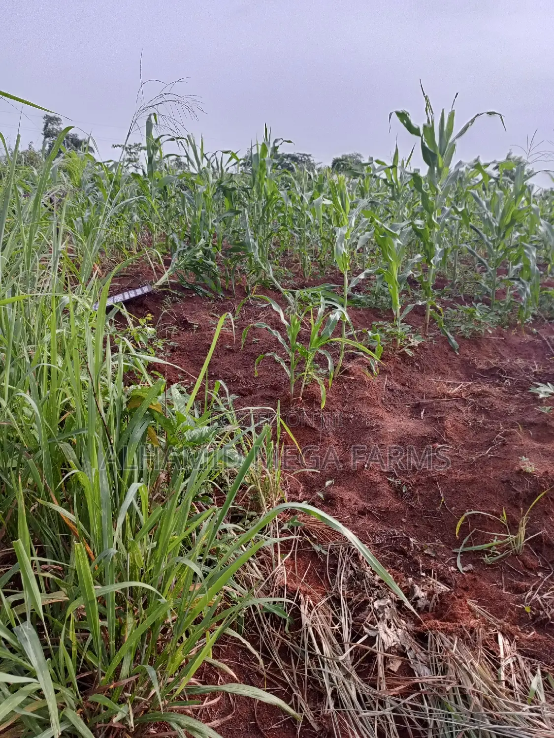 2573 Acres of Farmland for Sale at 600,000 Per Acre