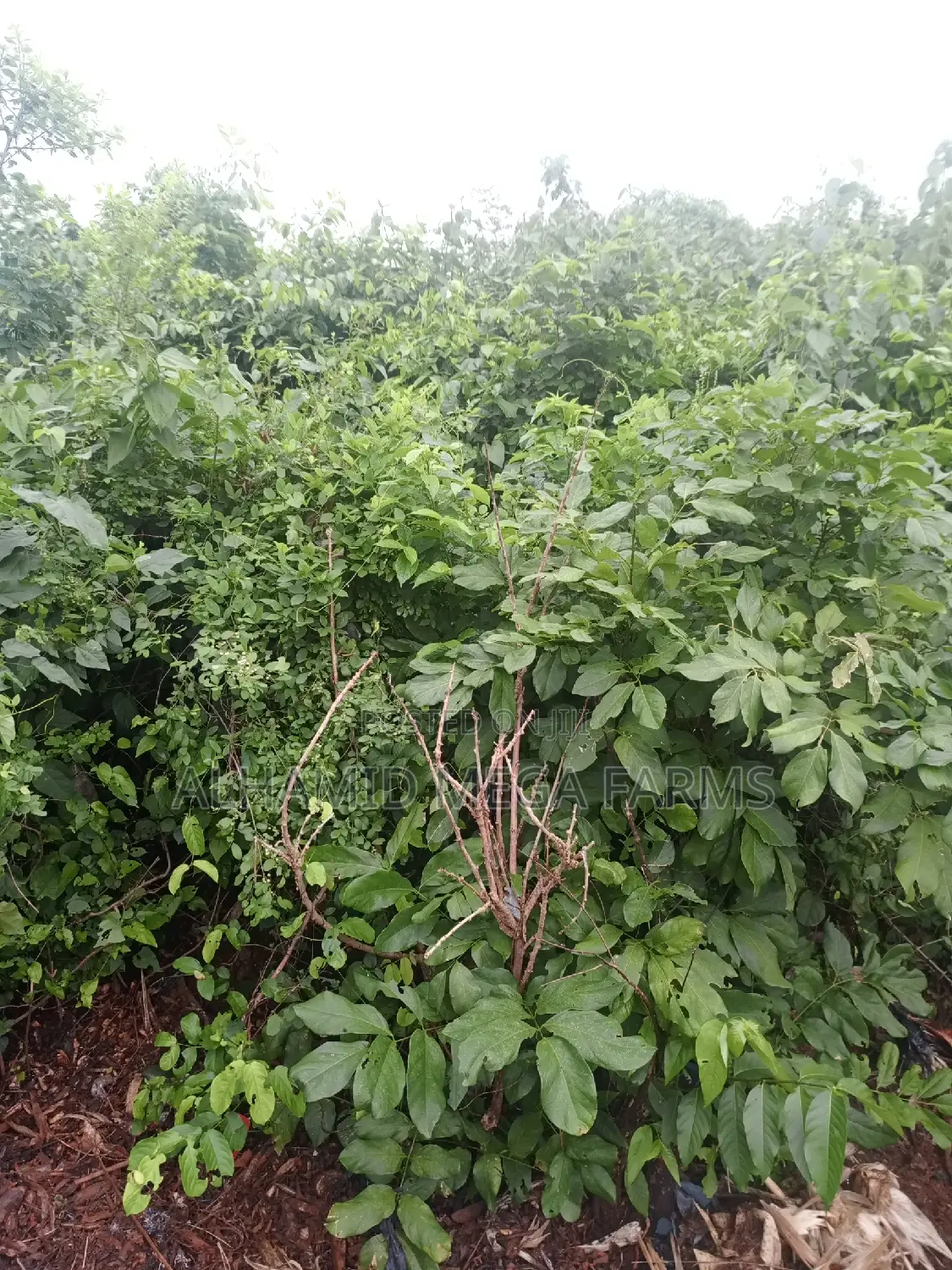 200 Acres of Farmland for Sale at 450,000 Per Acre