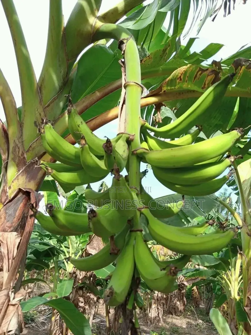 Plantain Suckers (Hybrid Variety)