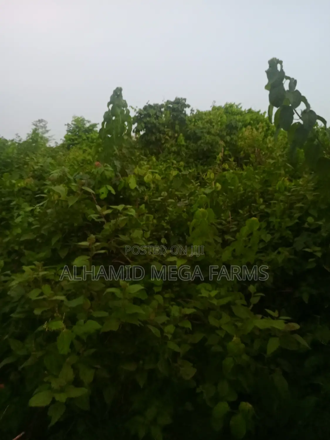 200 Acres of Farmland for Sale at 450,000 Per Acre