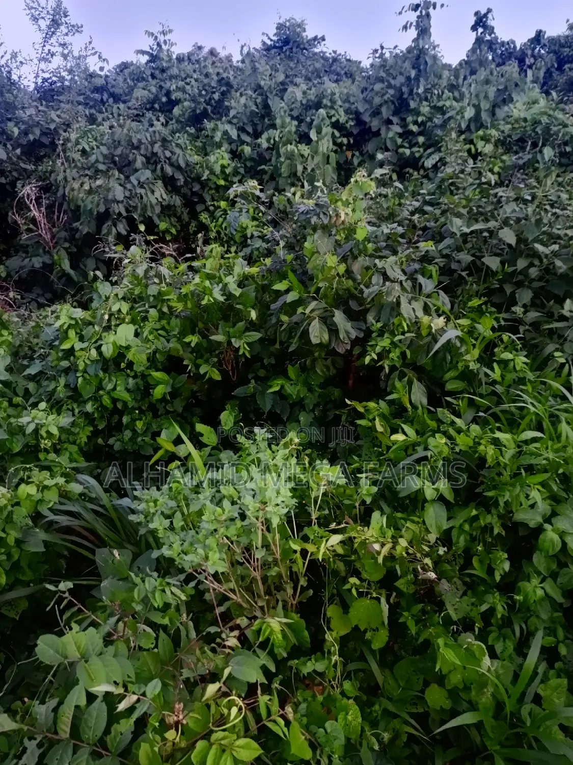 200 Acres of Farmland for Sale at 450,000 Per Acre