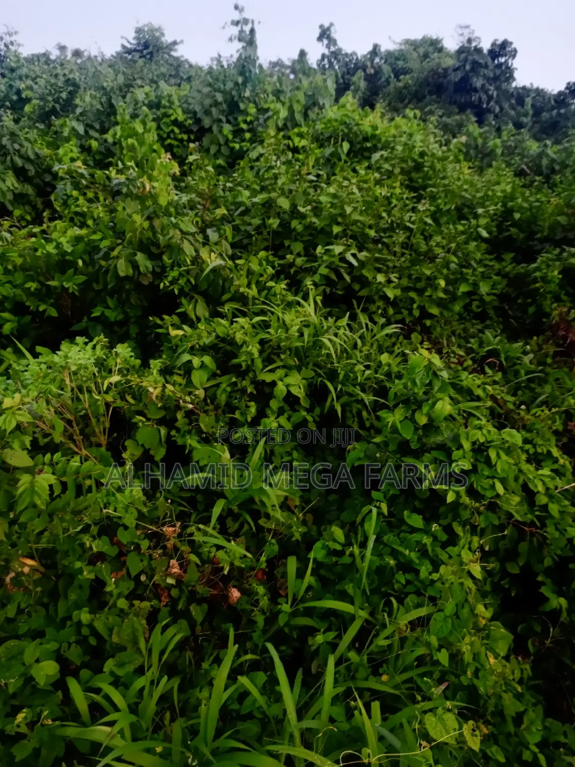 777.3 Acres of Farmland for Sale at 500,000 Per Acre
