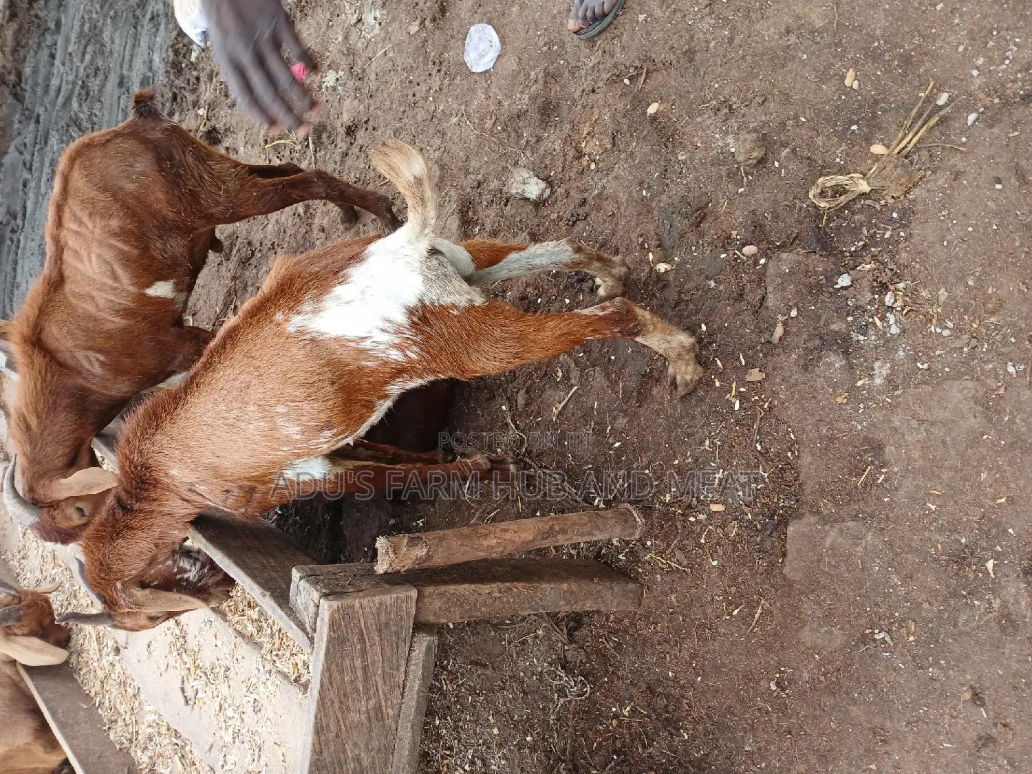 Healthy Northern Goats