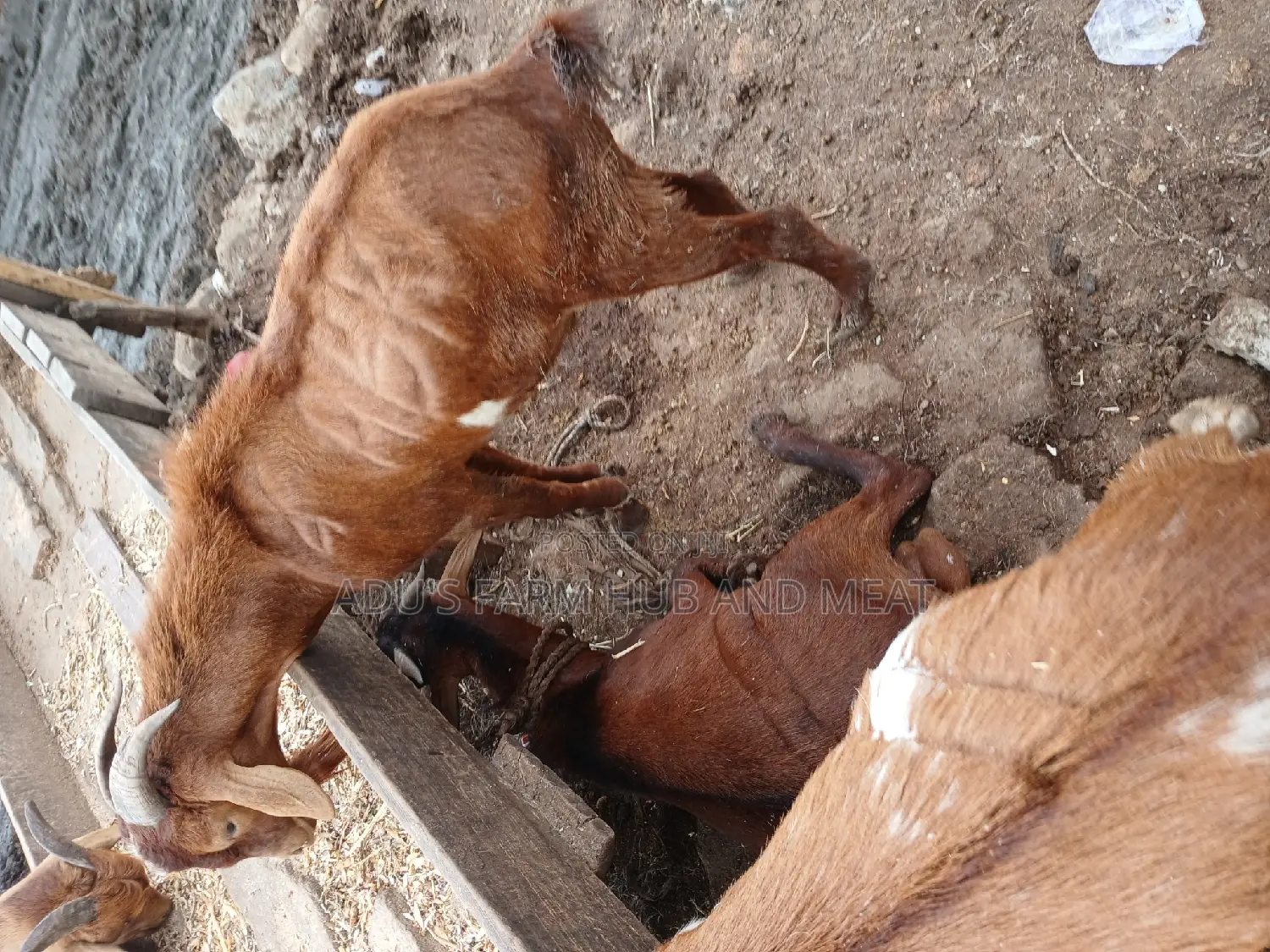 Healthy Northern Goats