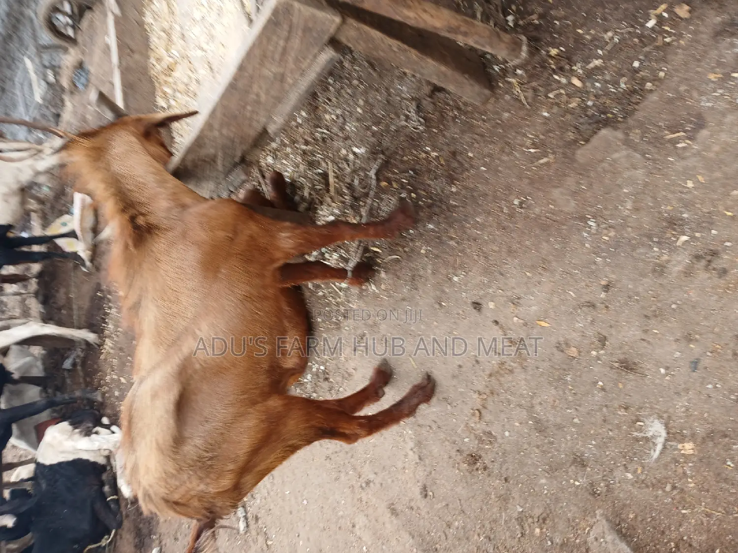 Healthy Northern Goats
