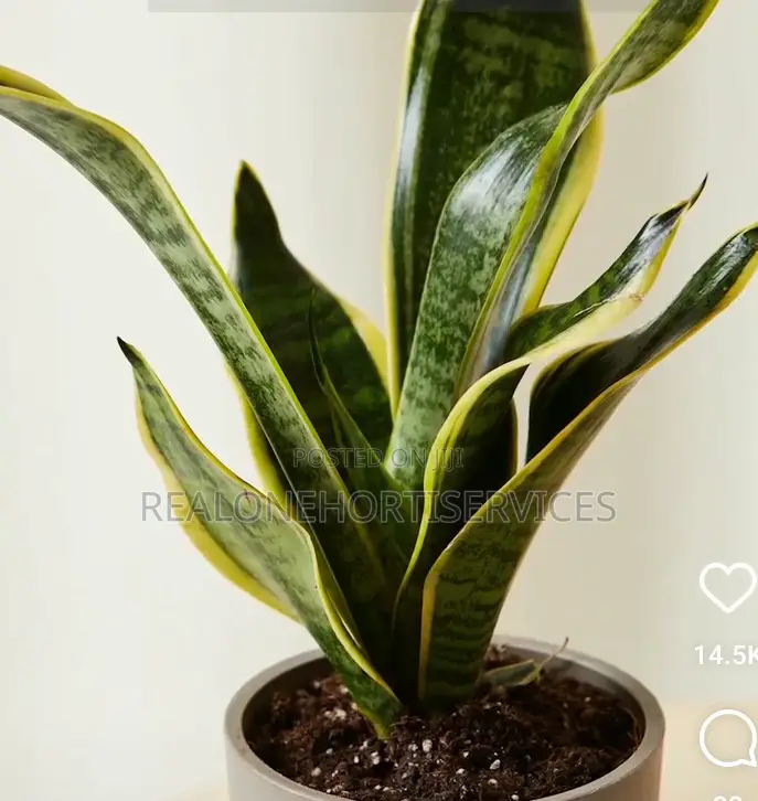 Best Indoor Plants for Interior Decor, Landscape E