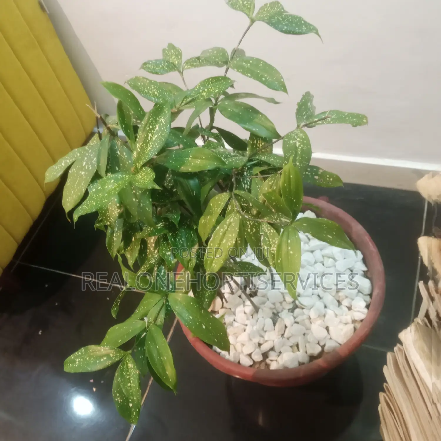 Best Indoor Plants for Interior Decor, Landscape E