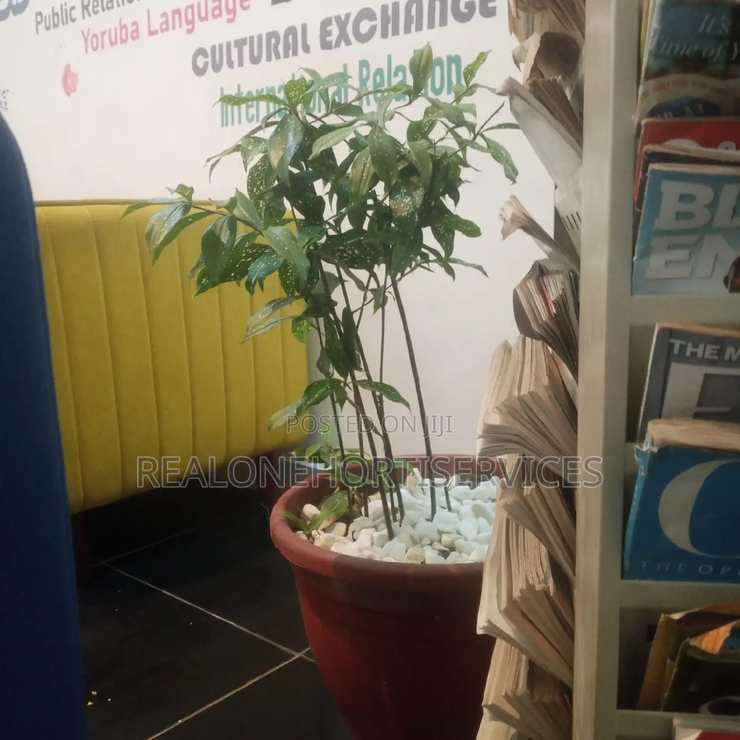Best Indoor Plants for Interior Decor, Landscape E