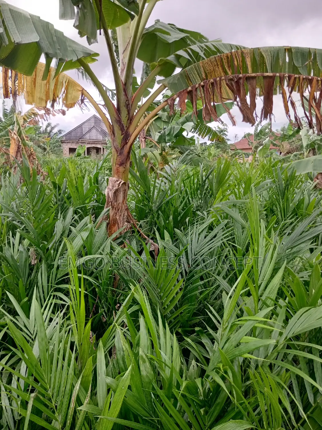 Special Tenera Hybrid Palms Seedlings