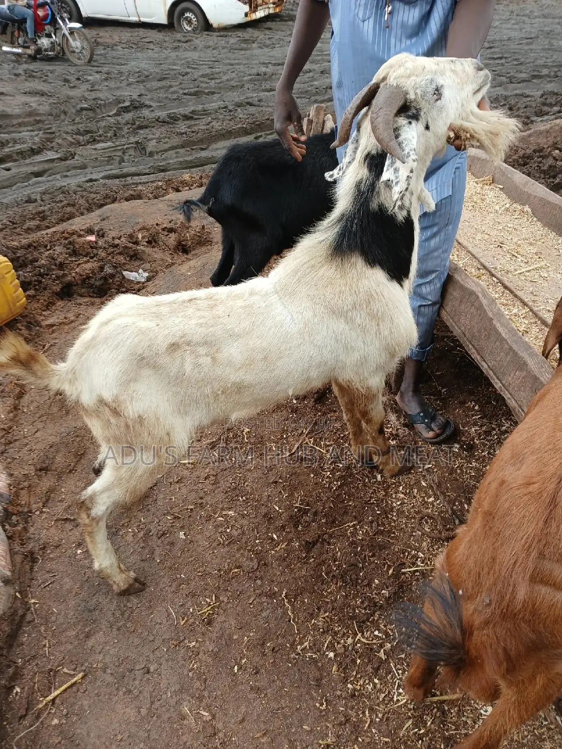 Giant Goats