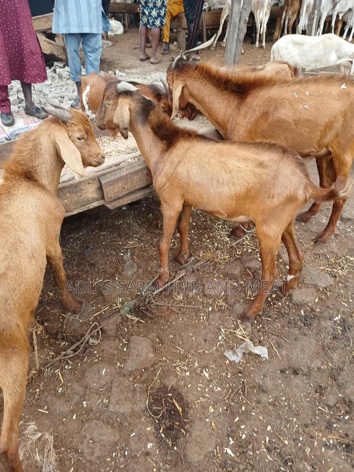Giant Goats