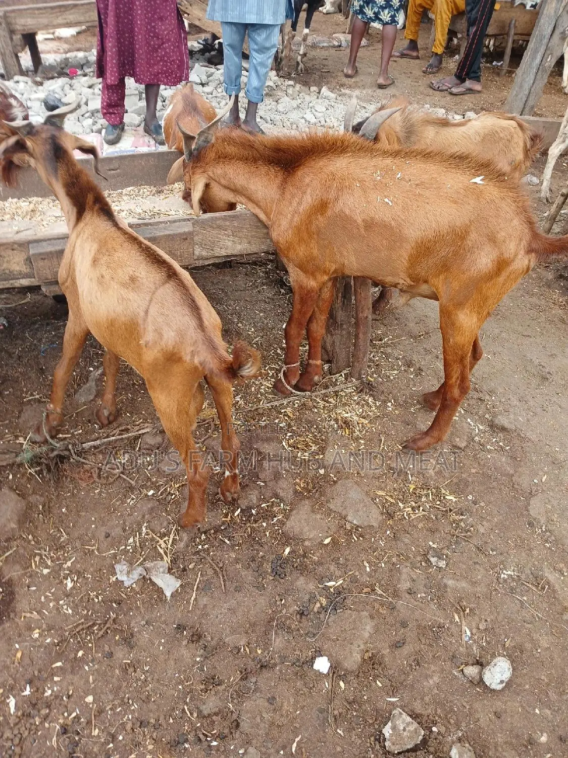 Giant Goats