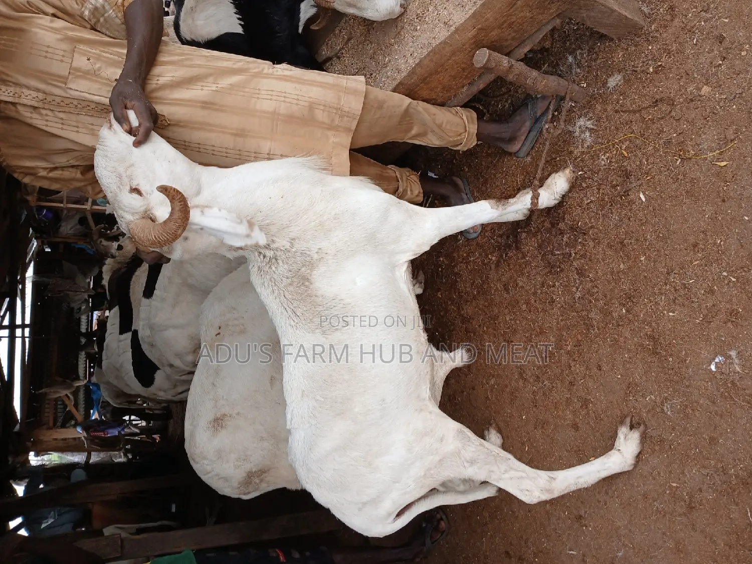 Big and Healthy Rams