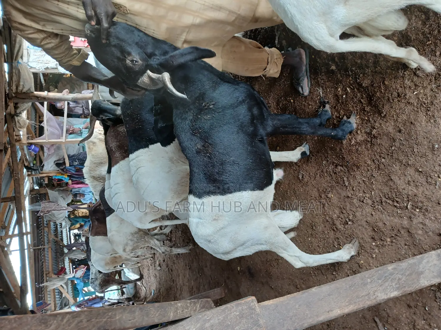 Giant Healthy Rams