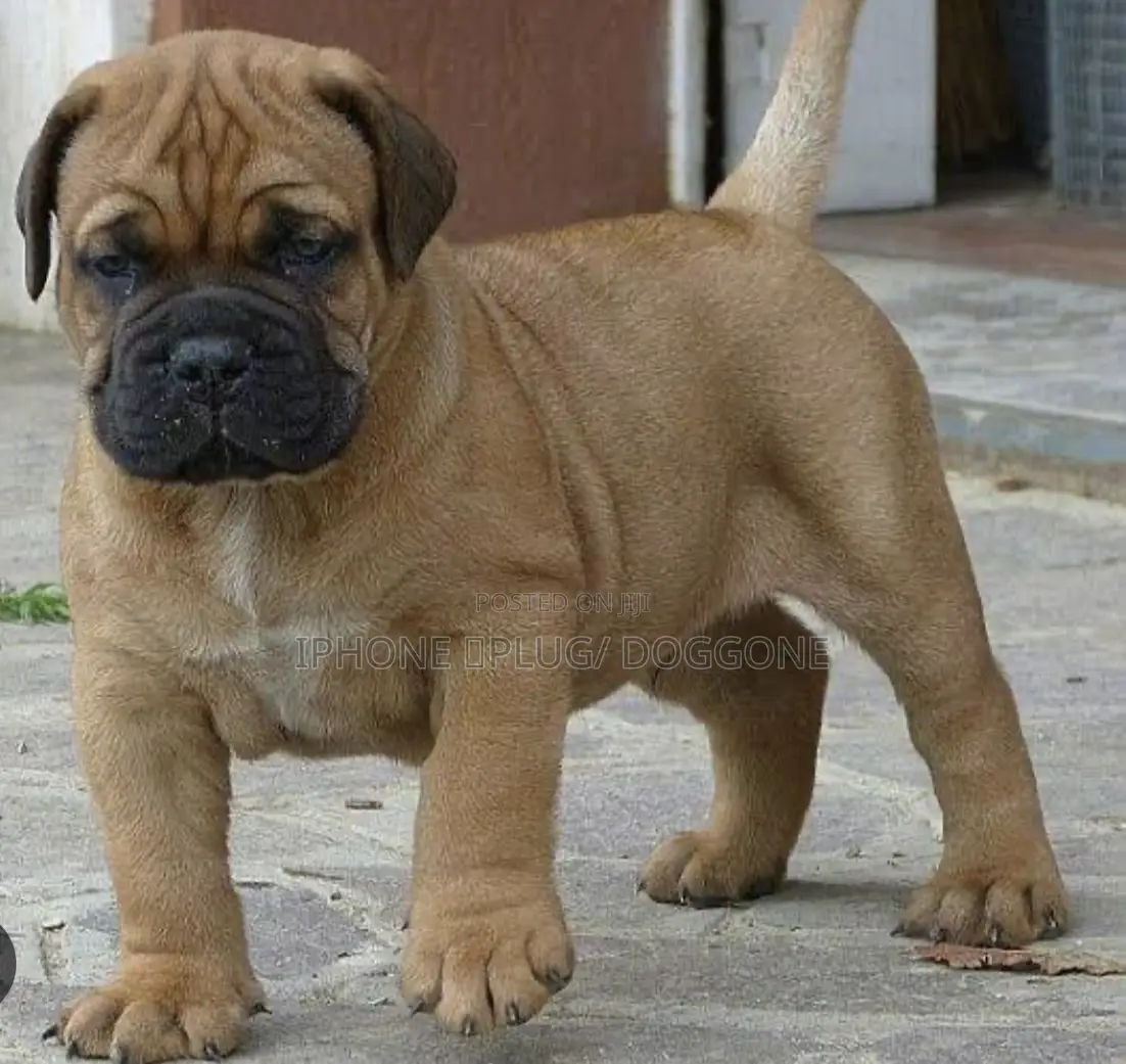 3-6 months Female Purebred Bullmastiff