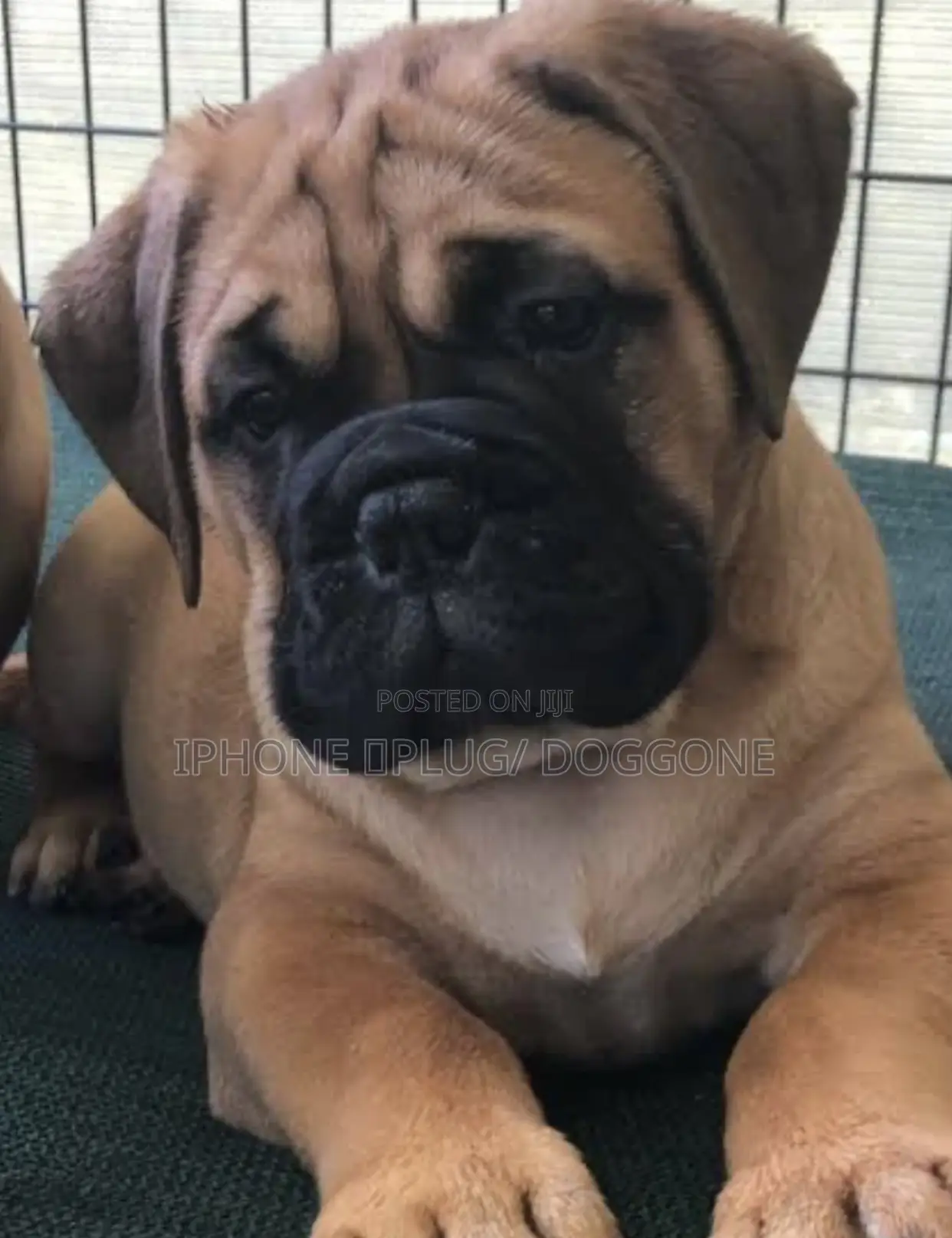 3-6 months Female Purebred Bullmastiff