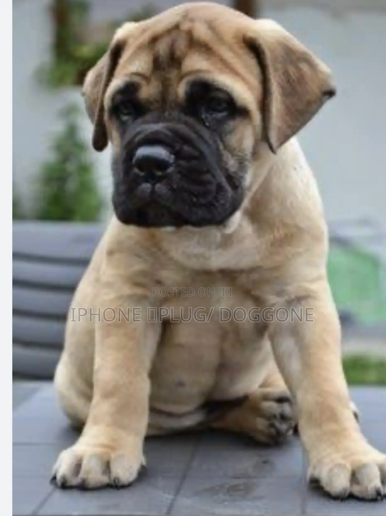 3-6 months Female Purebred Bullmastiff