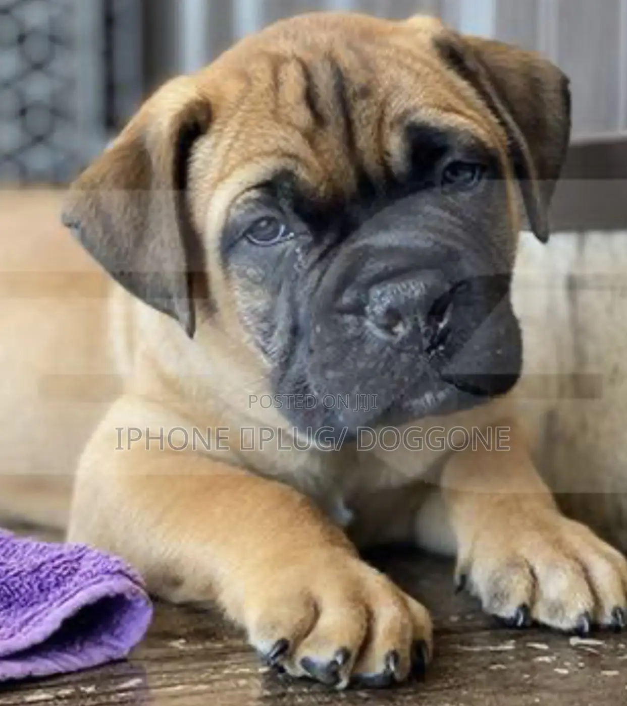 3-6 months Female Purebred Bullmastiff