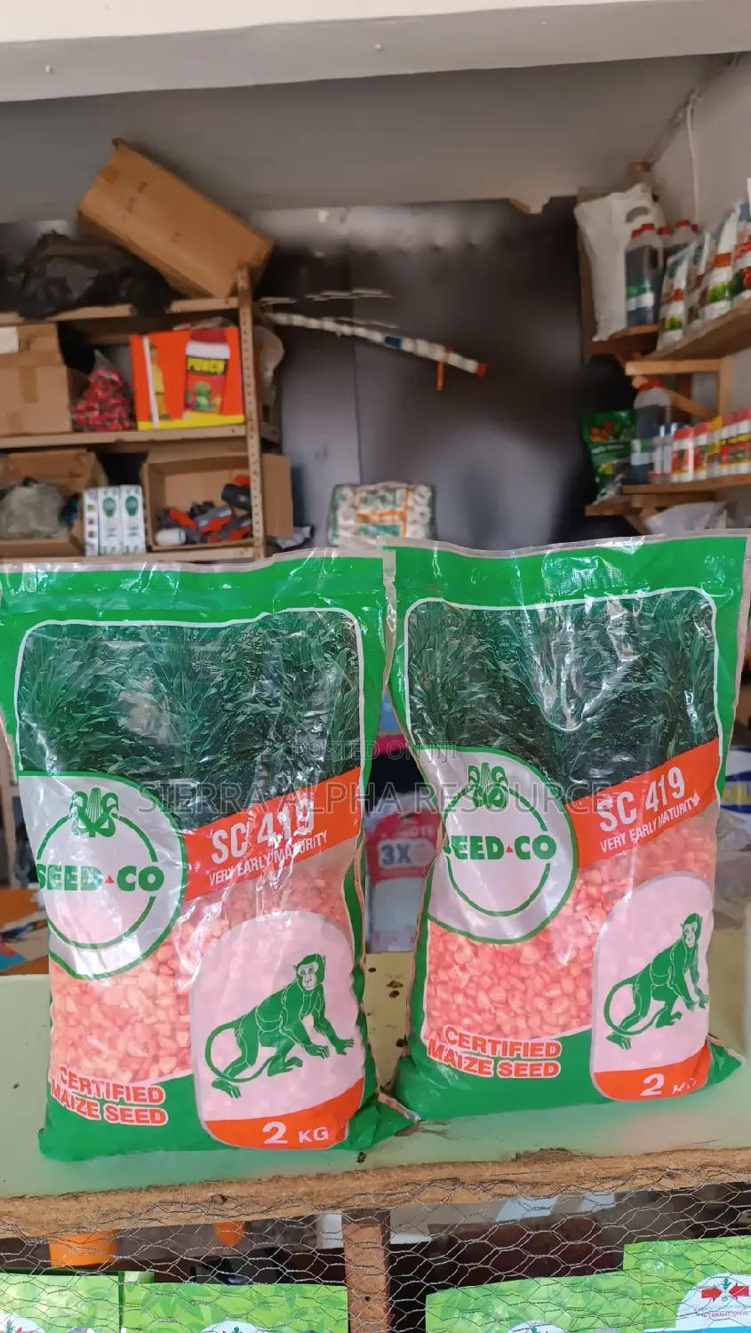 Maize Seeds