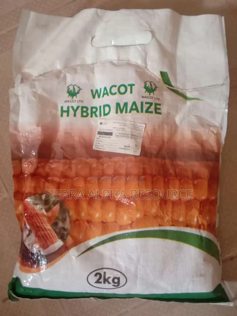 Maize Seeds