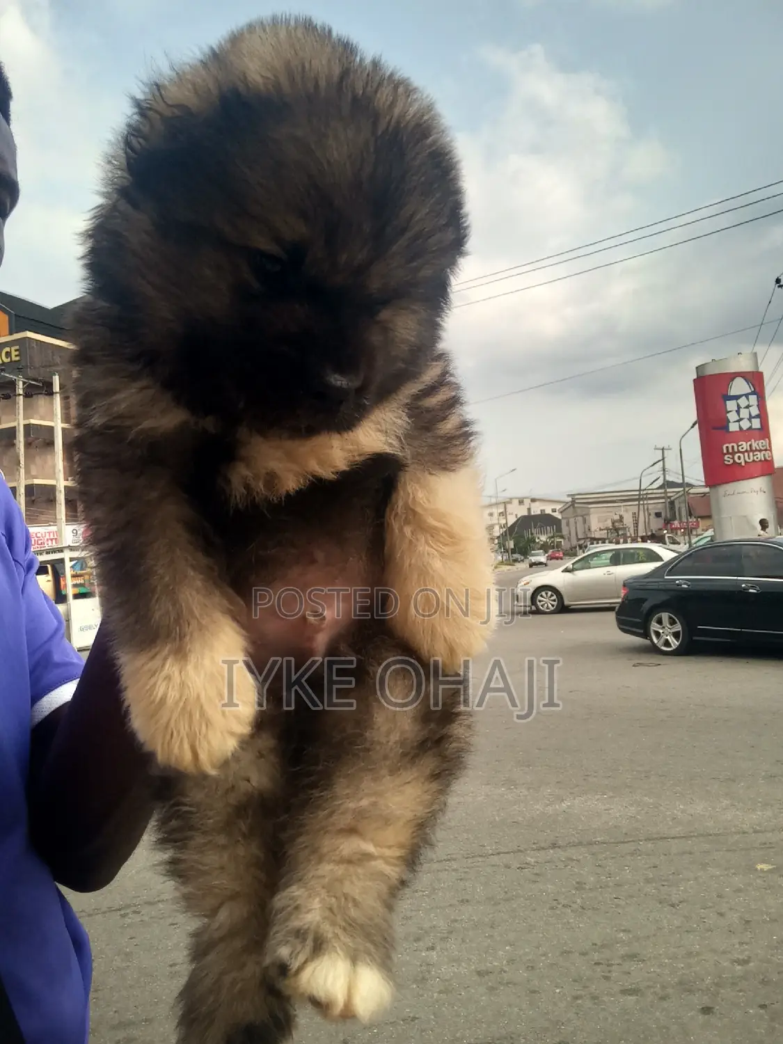 1-3 months Male Purebred Caucasian Shepherd