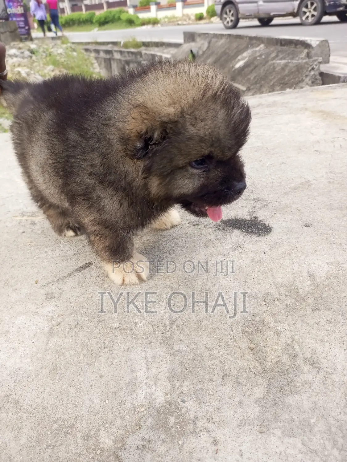 1-3 months Male Purebred Caucasian Shepherd