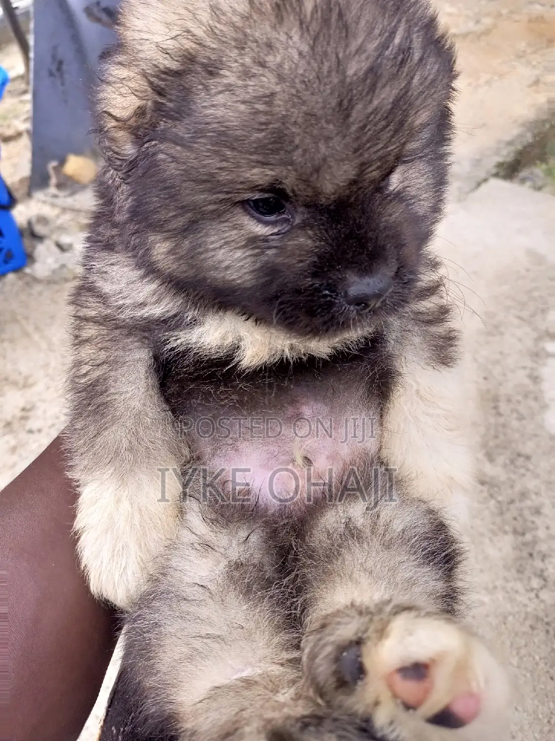 1-3 months Male Purebred Caucasian Shepherd
