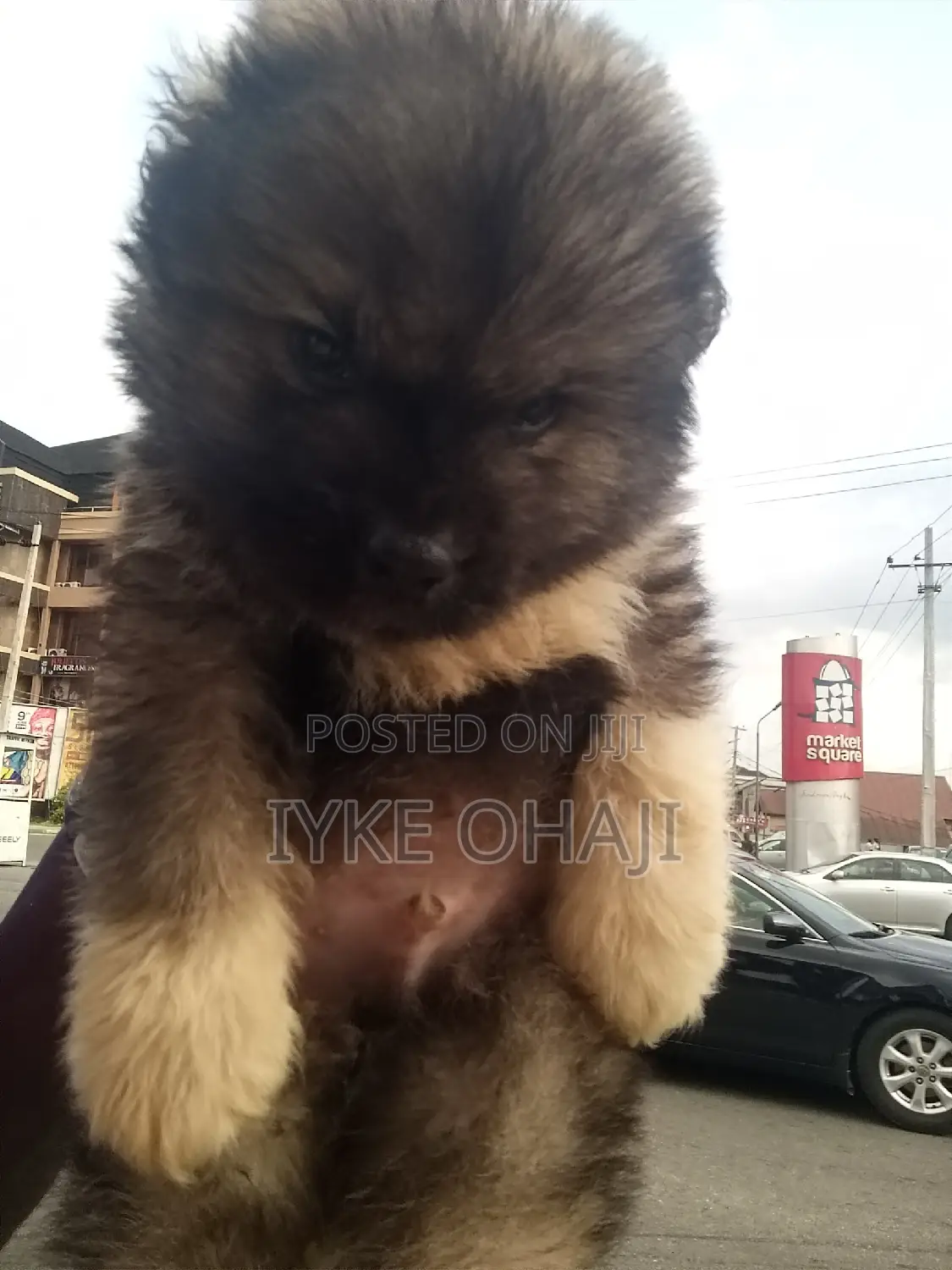 1-3 months Male Purebred Caucasian Shepherd