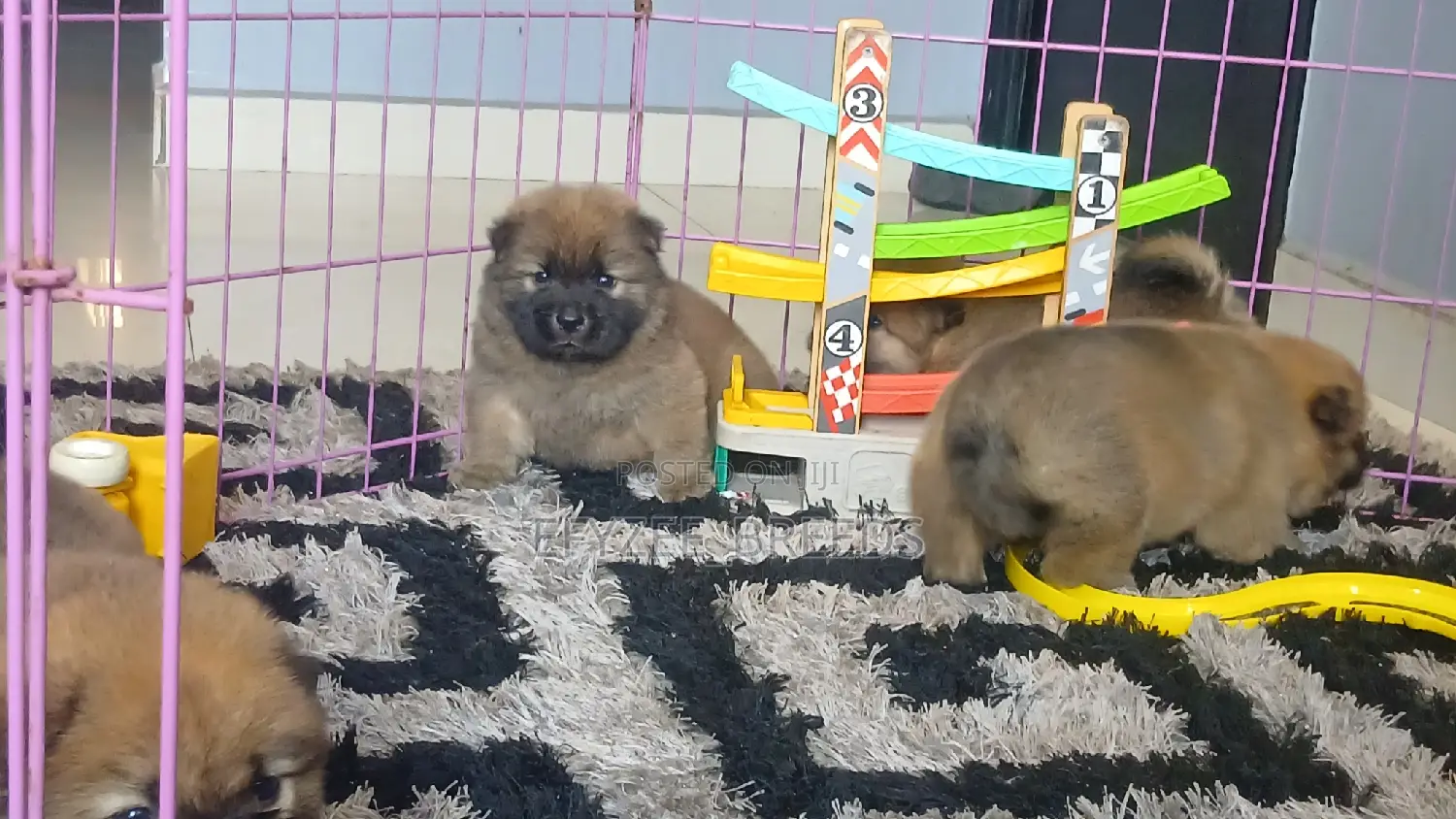 1-3 months Female Purebred Chow Chow
