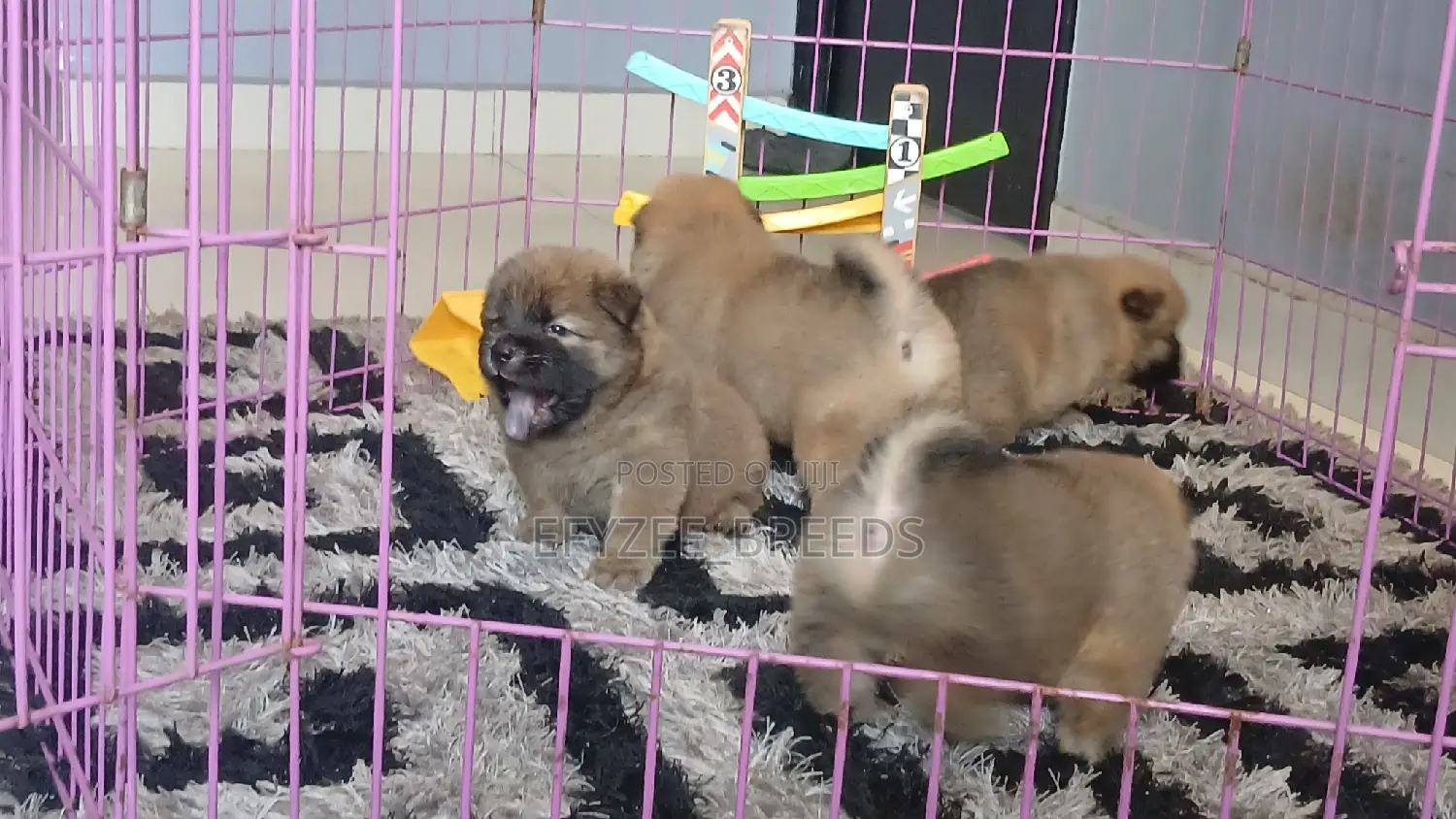 1-3 months Female Purebred Chow Chow