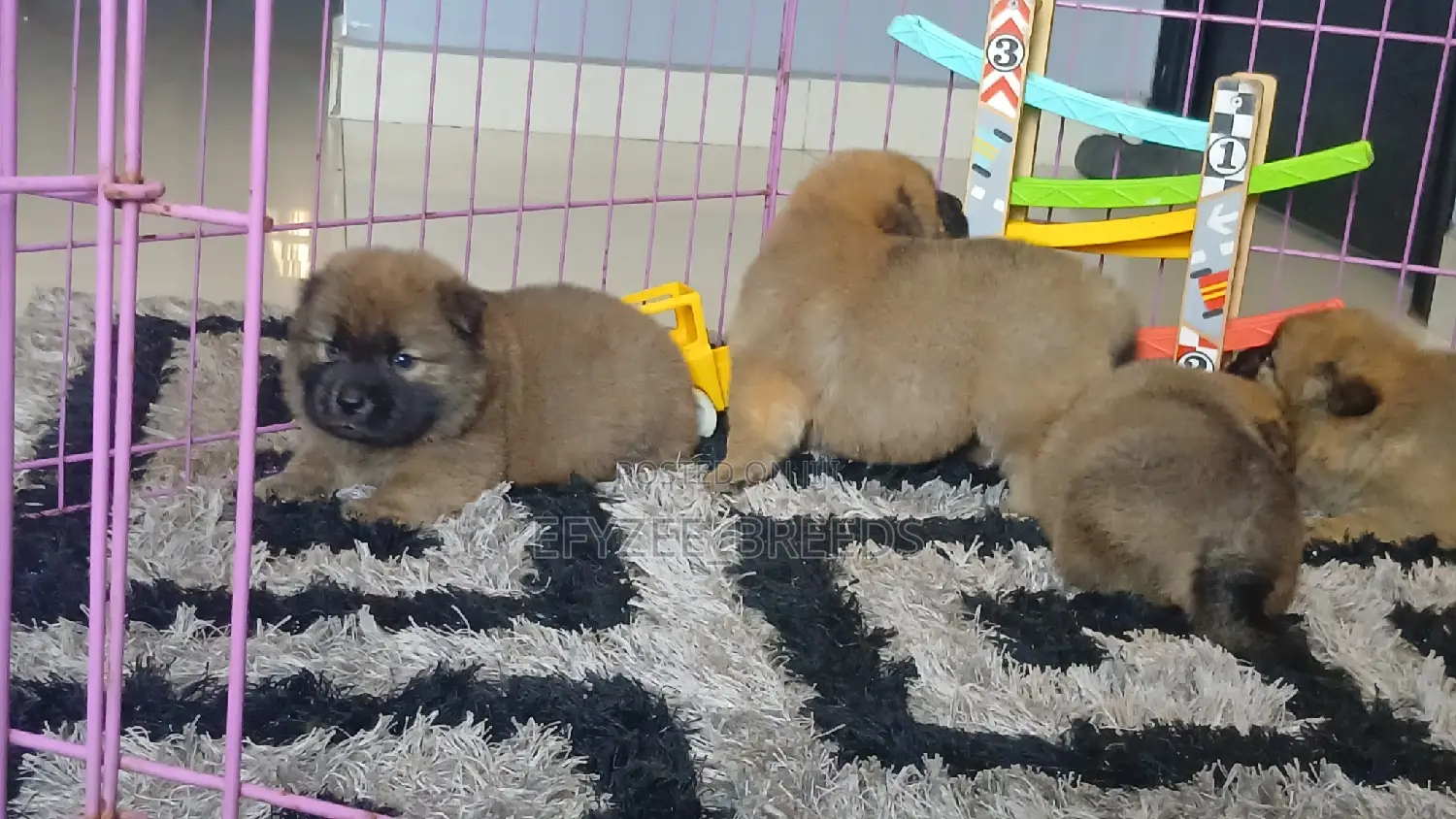 1-3 months Female Purebred Chow Chow