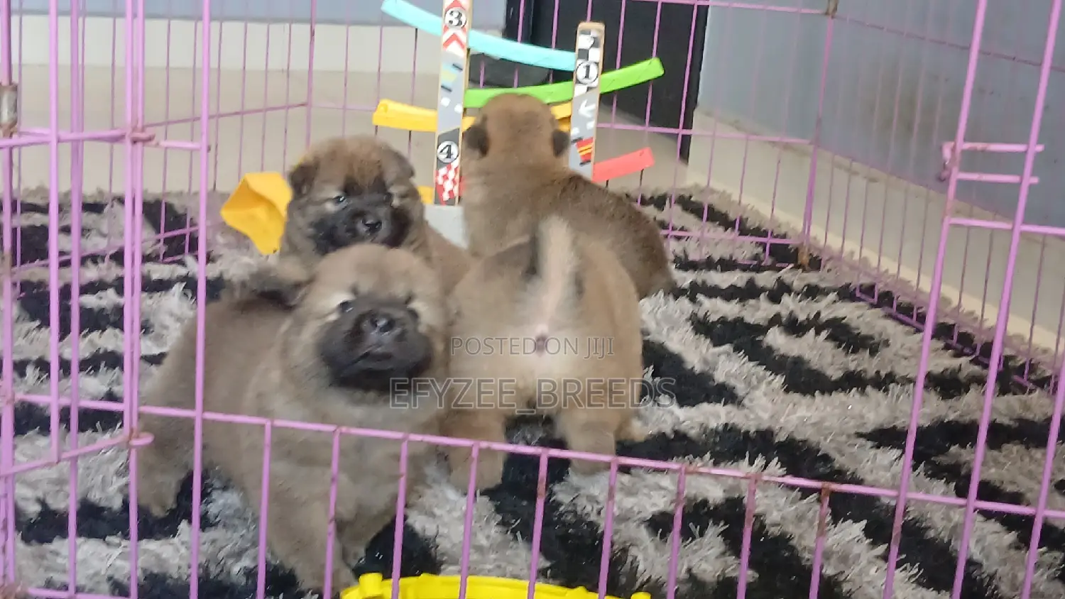 1-3 months Female Purebred Chow Chow