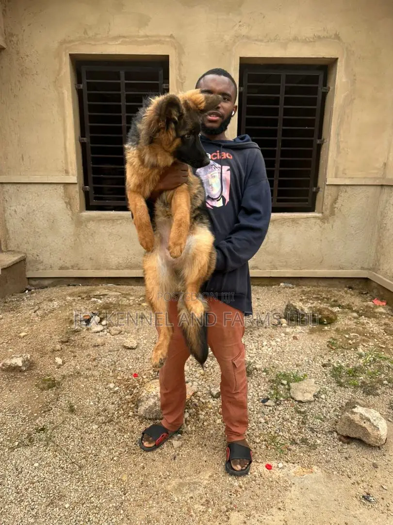 3-6 months Male Purebred German Shepherd