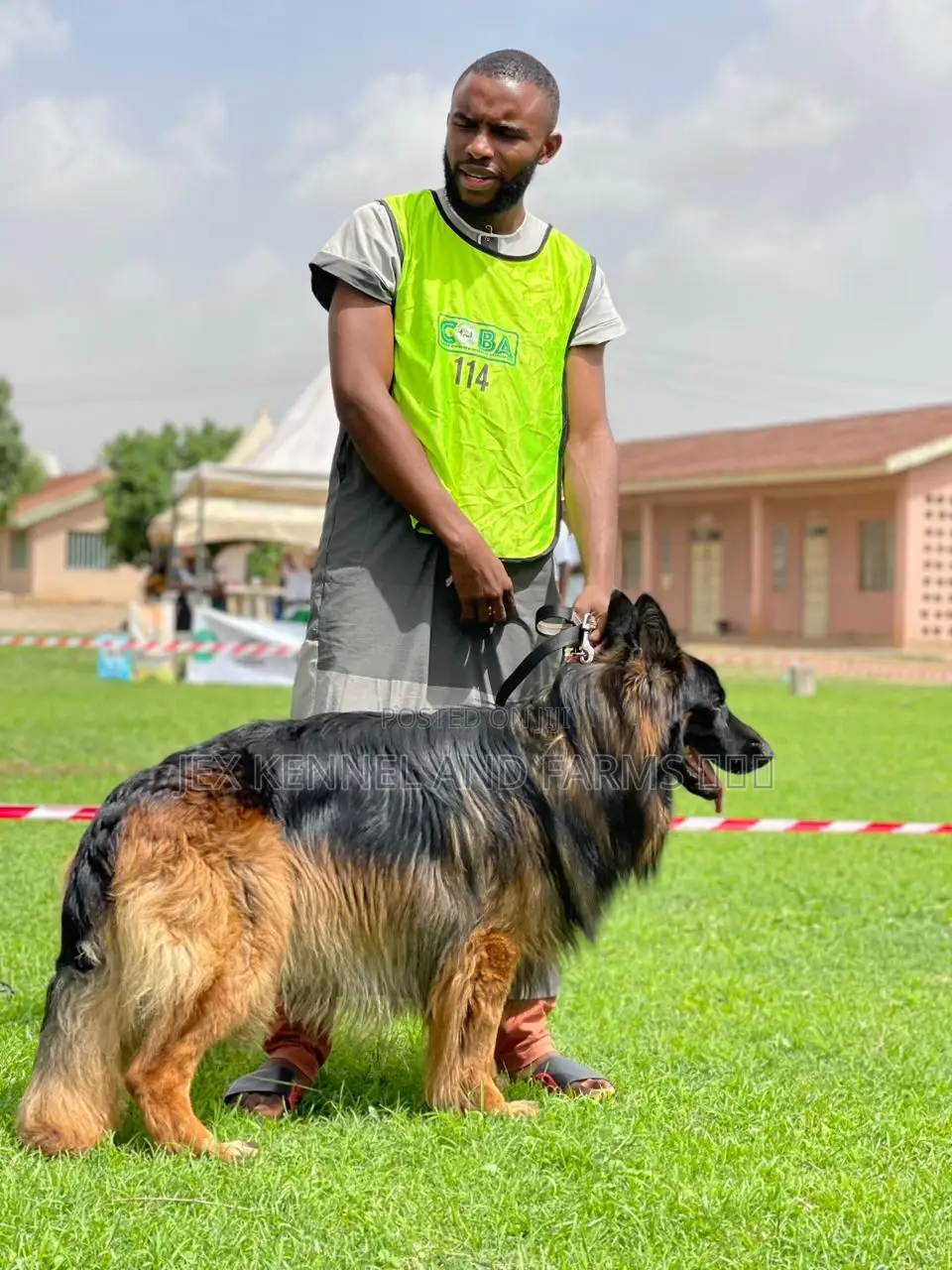 1+ year Male Purebred German Shepherd