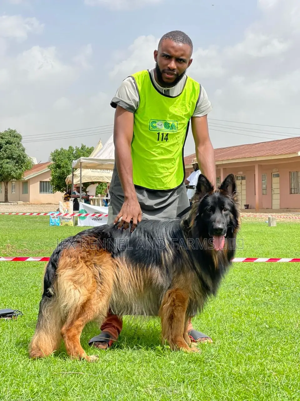 1+ year Male Purebred German Shepherd