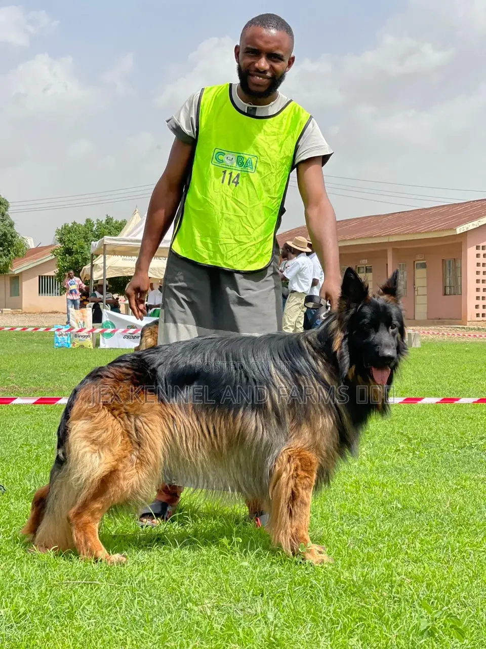 1+ year Male Purebred German Shepherd