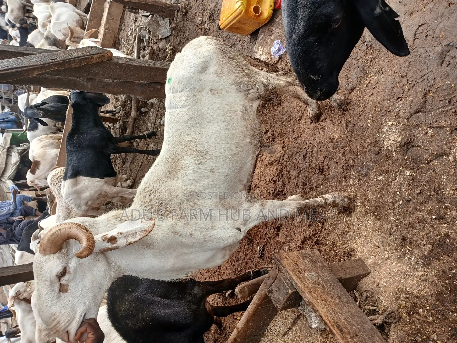 Big/Healthy Rams/Agbo
