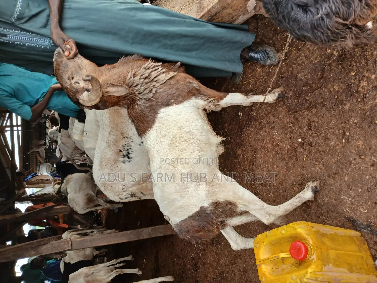 Big/Healthy Rams/Agbo