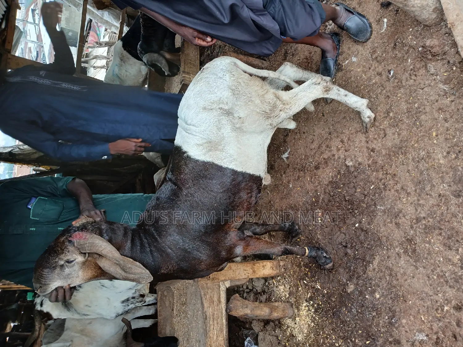 Giant and Healthy Rams