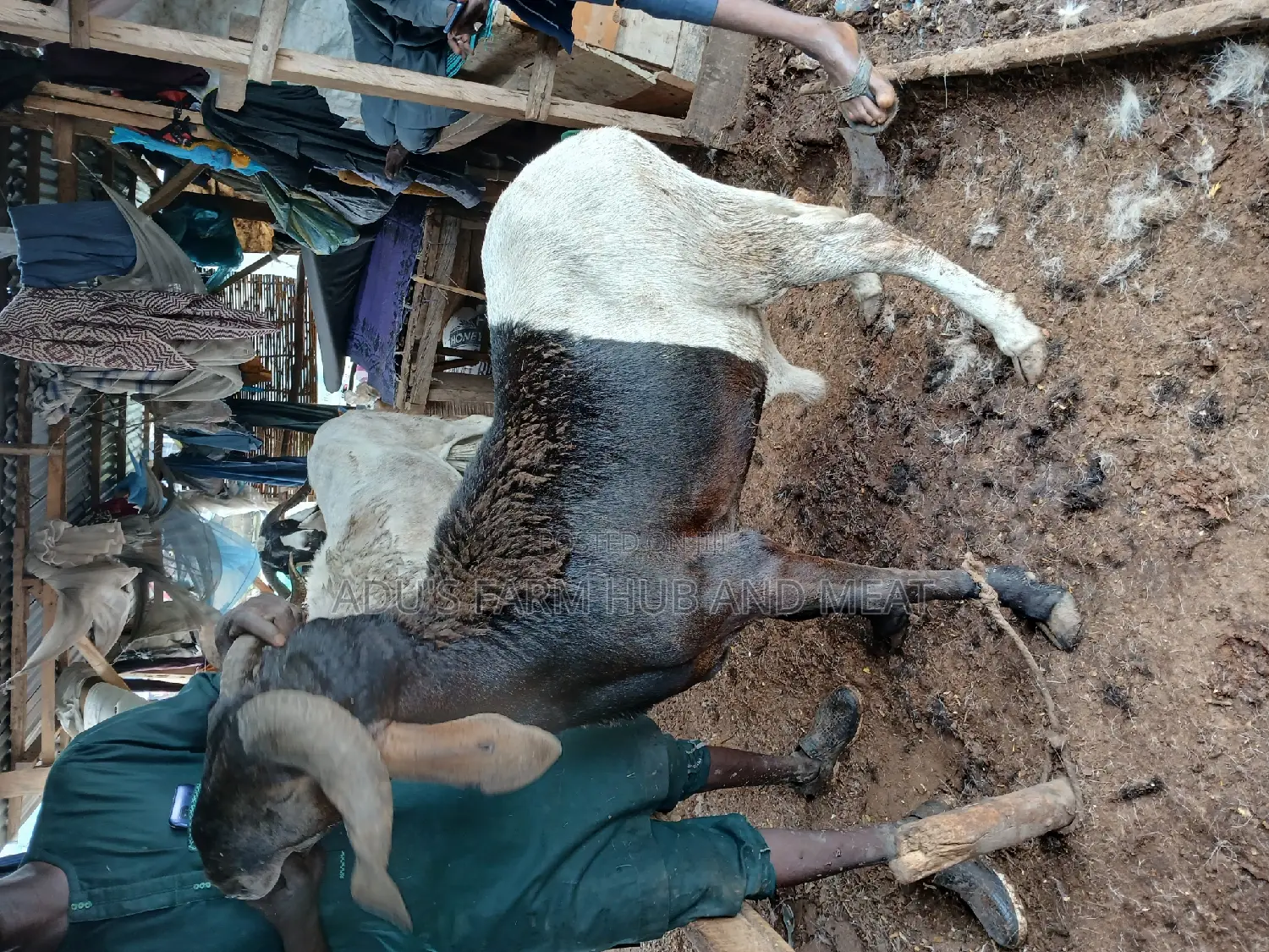 Giant and Healthy Rams/Agbo