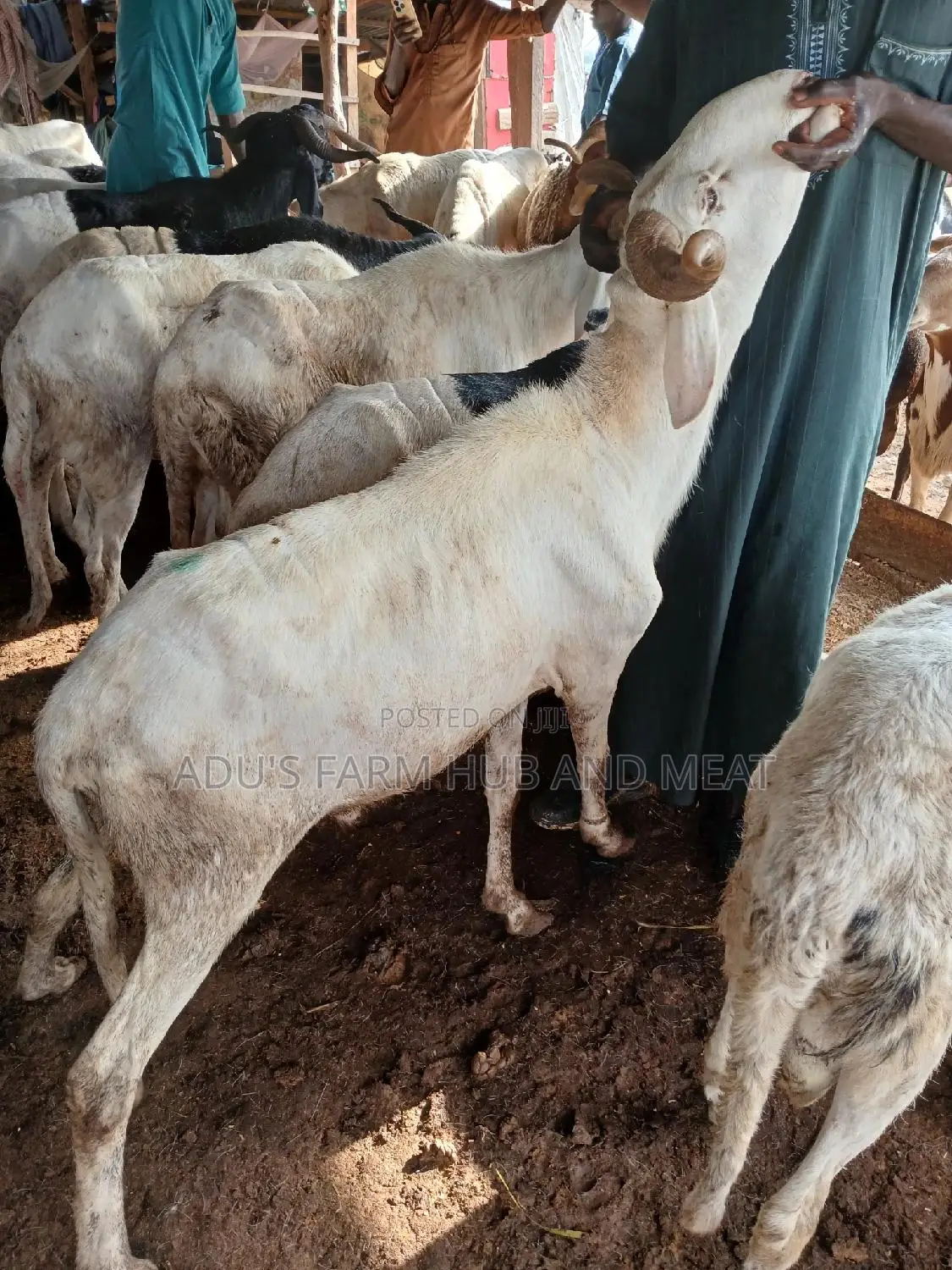 Big and Healthy Rams/Agbo