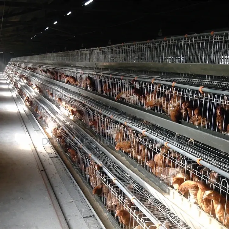 Super Hot Dip Galvanized 160 Cage: 20+ Years Of Use